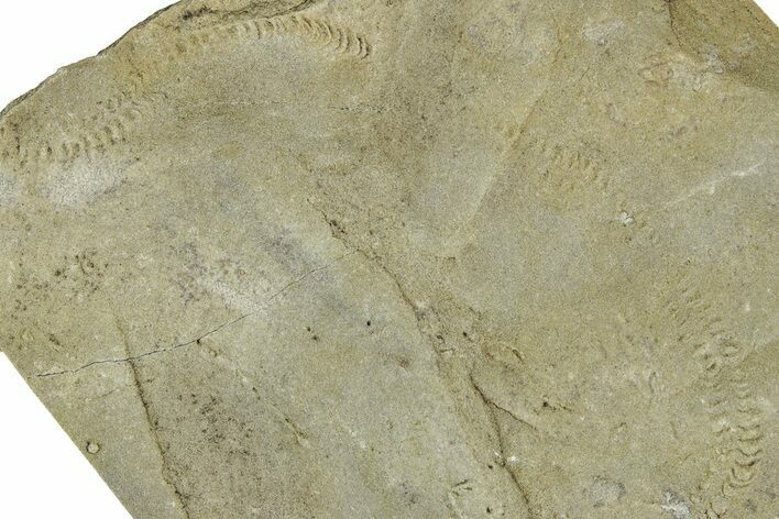 Cruziana (Fossil Trilobite Trackway) - Indiana #325680